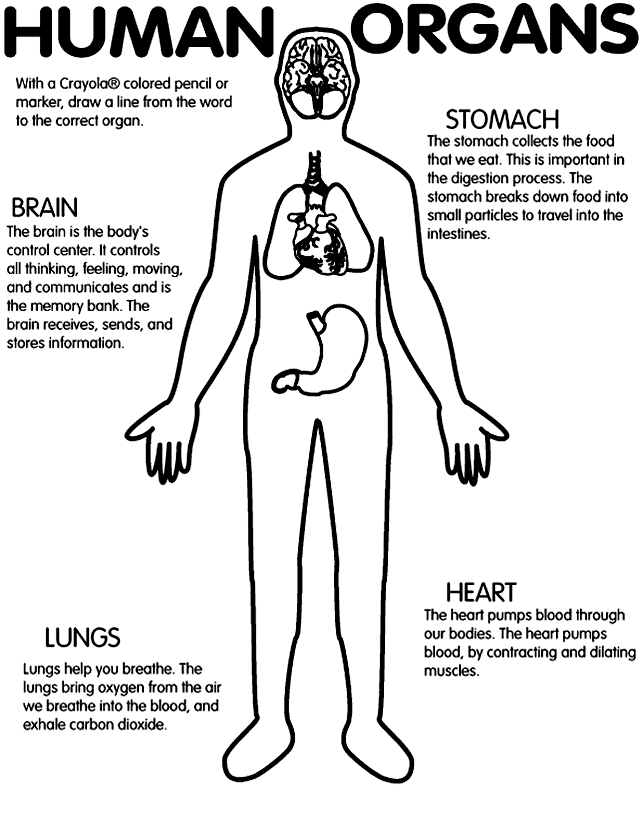 Human Organs