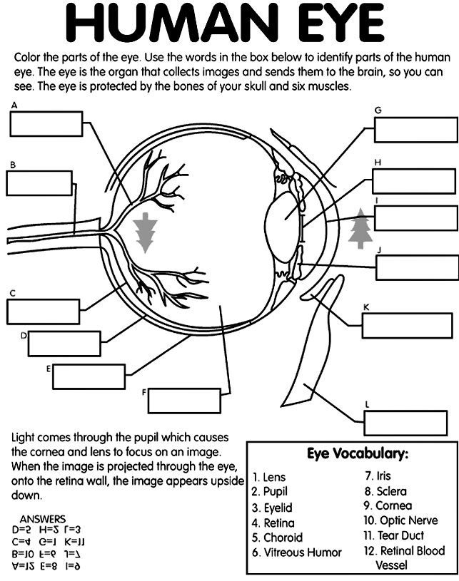 Human Eye