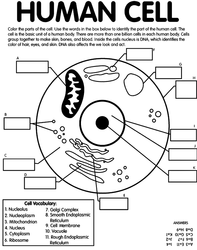 Human Cell