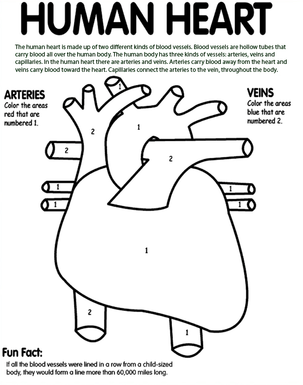 Human Heart