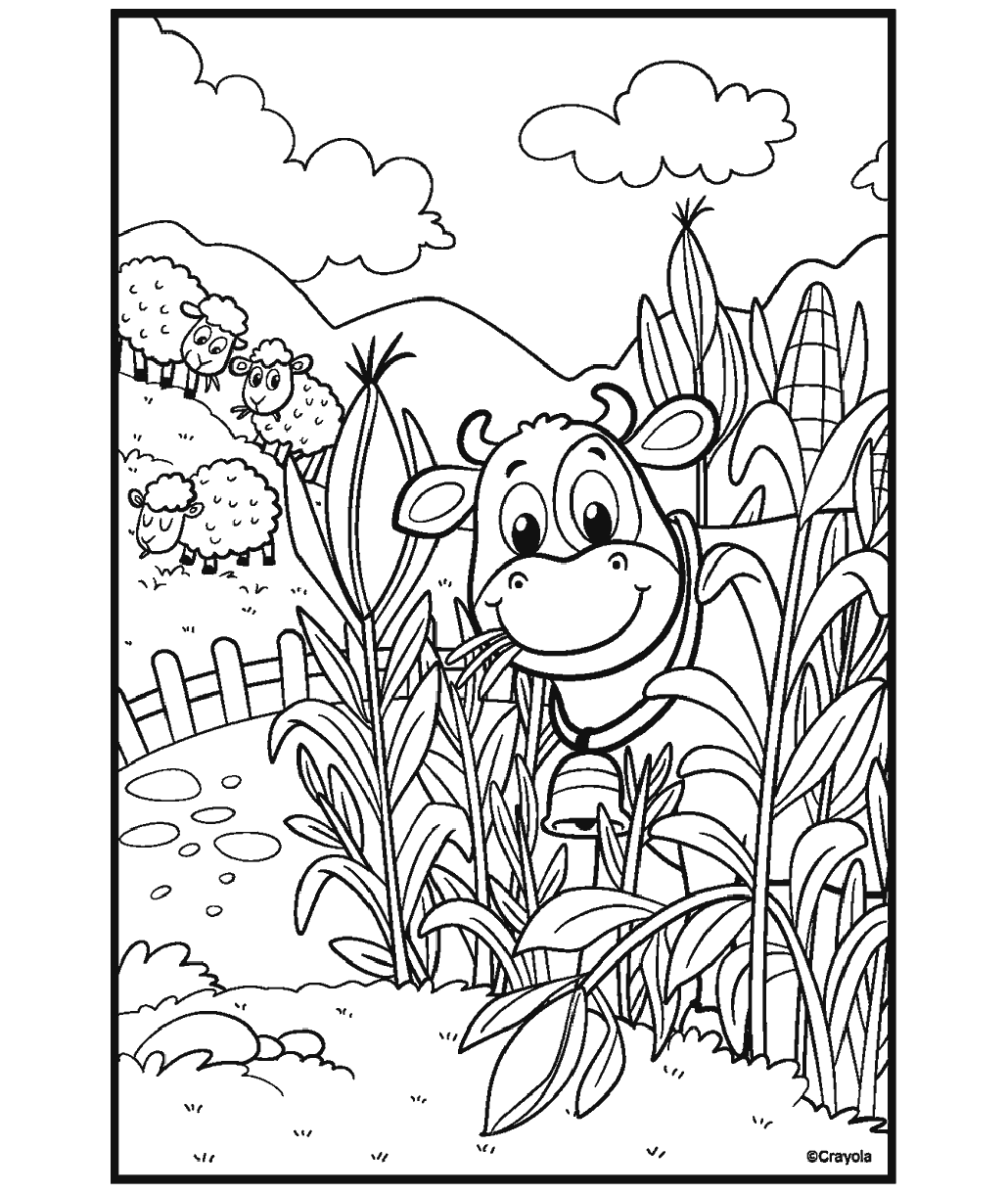 cute cow in corn field with sheep in the background.