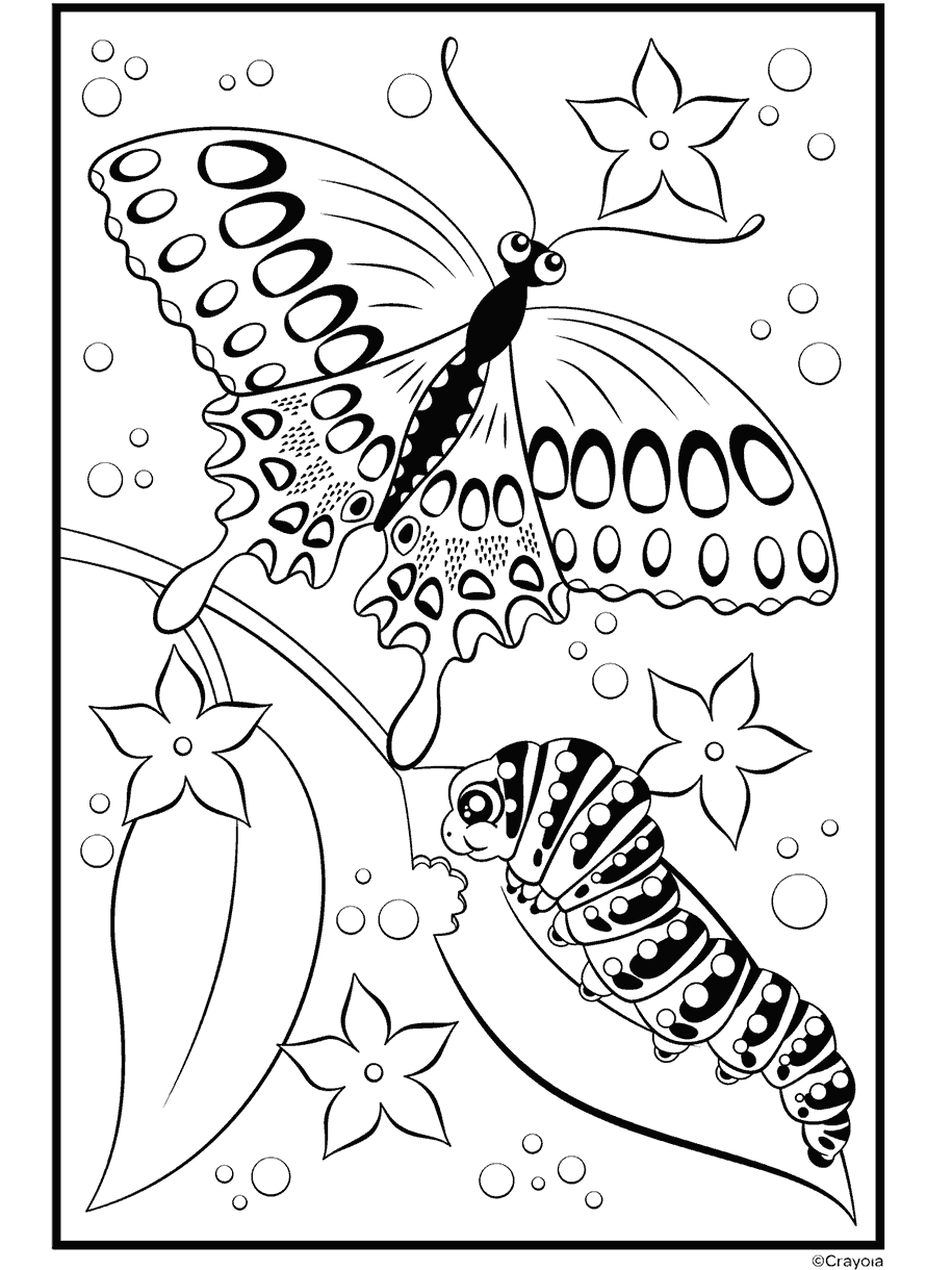 Butterfly and Caterpillar