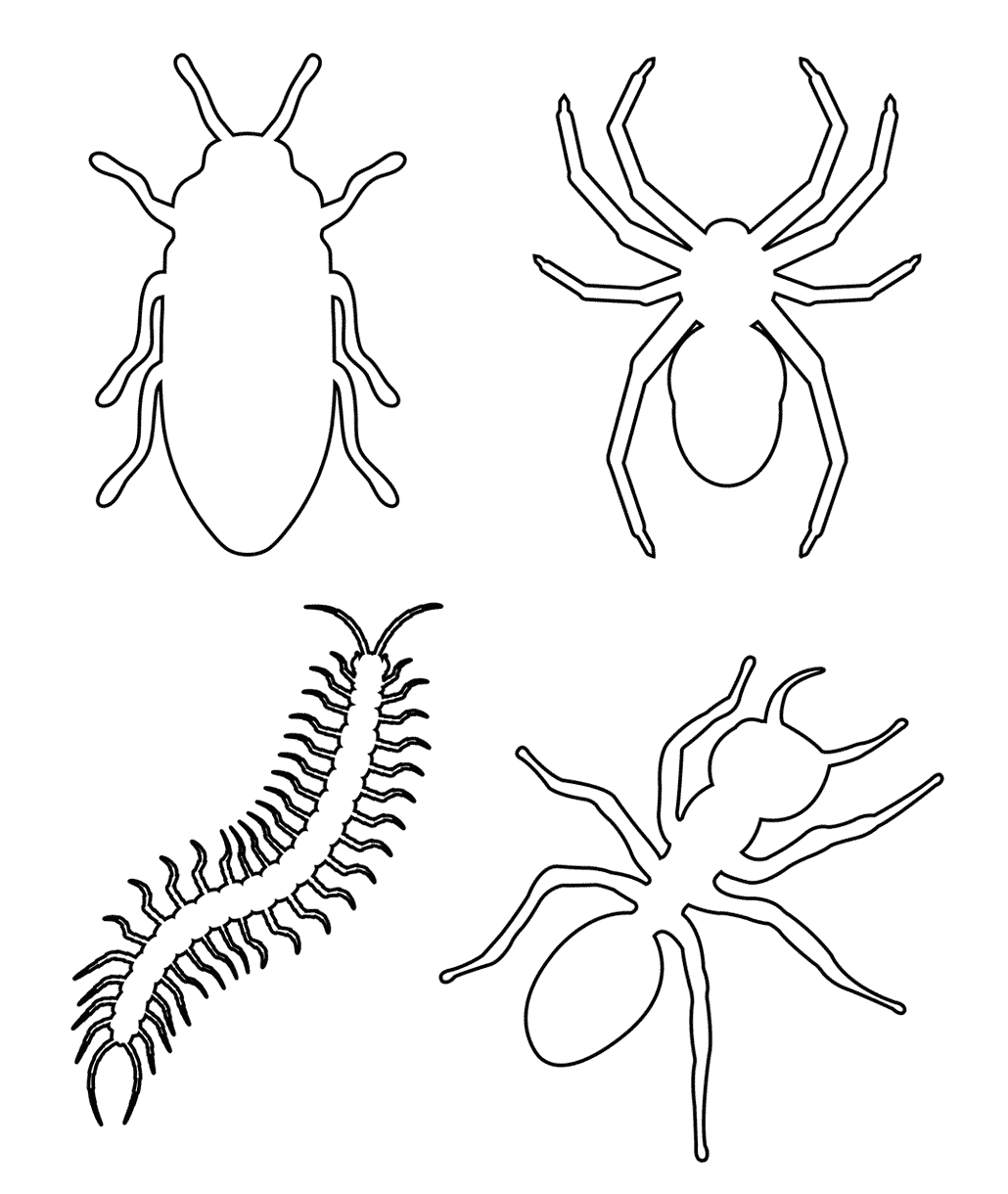Insects and Bugs